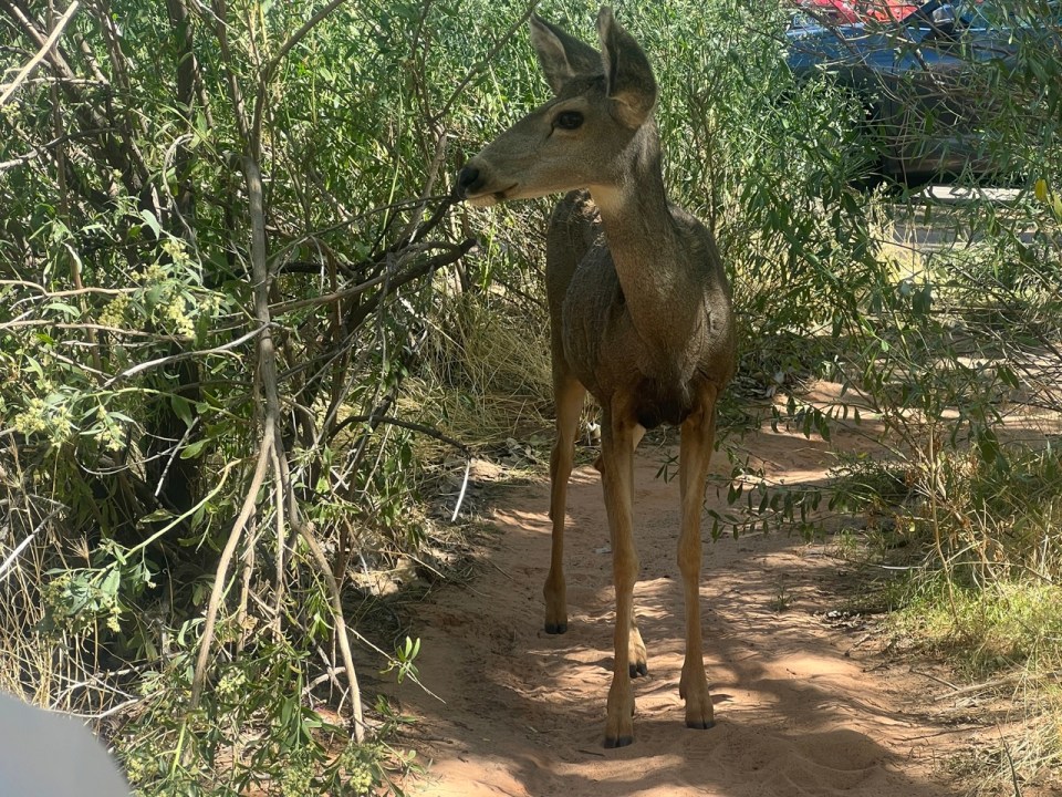 pique nique Zion National Park 