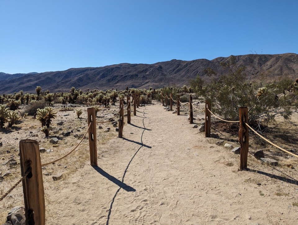 Cholla Cactus Garden Trail 