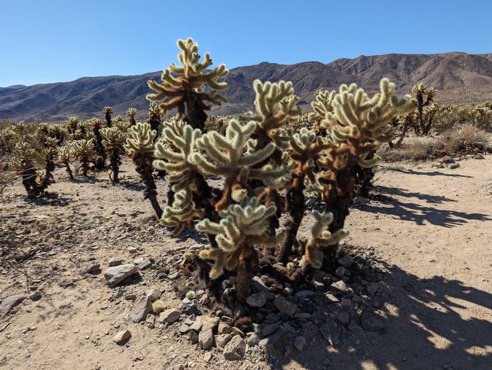 Cholla Cactus Garden Trail à Joshua Tree National Park 