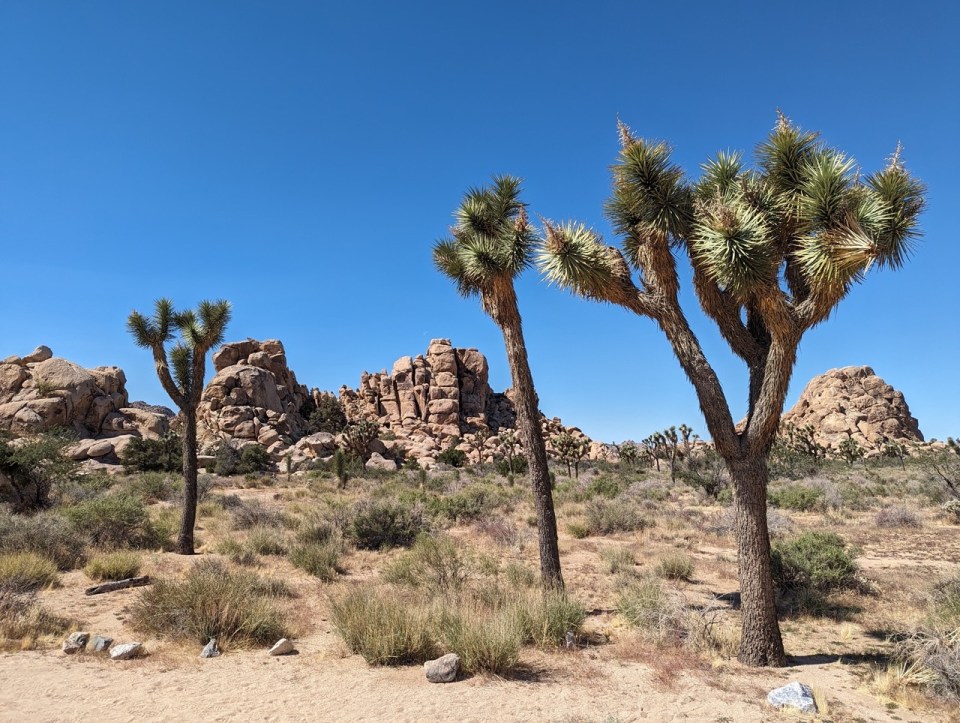 Visiter Joshua Tree National Park