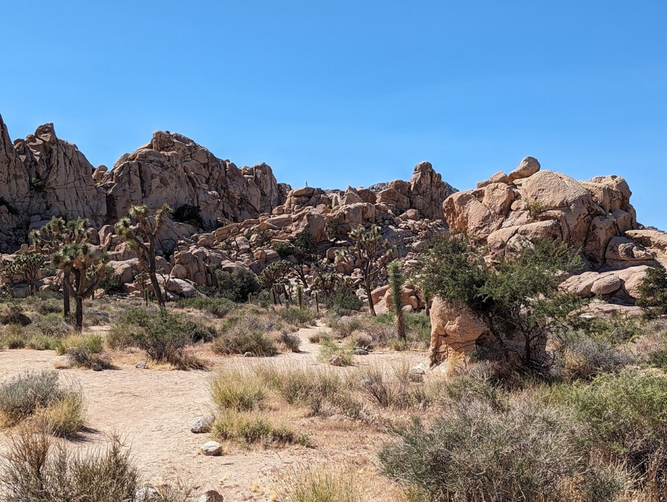 Visiter Joshua Tree National Park 