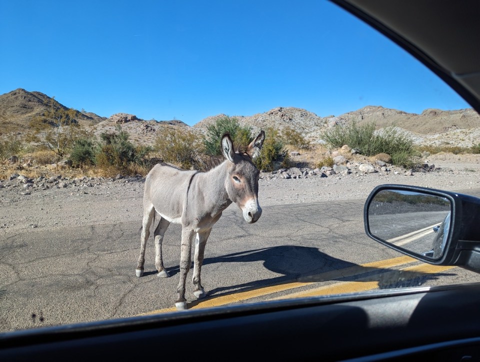 Oatman sur la route 66