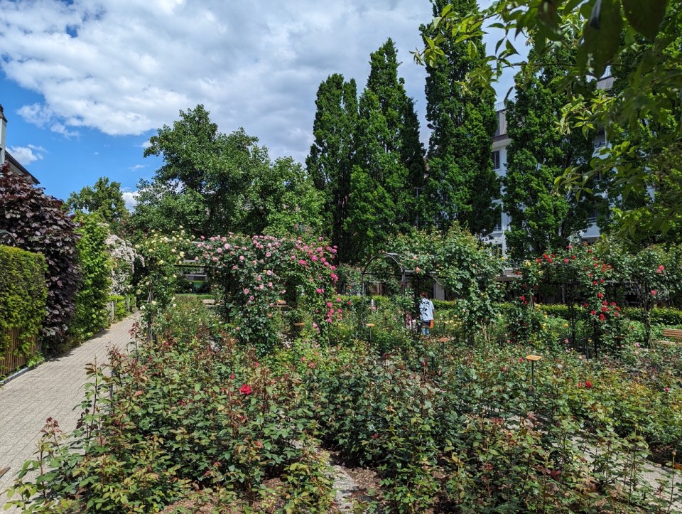 jardin de roses à Rapperswil-Jona