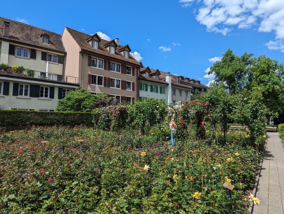 jardin de roses à Rapperswil-Jona