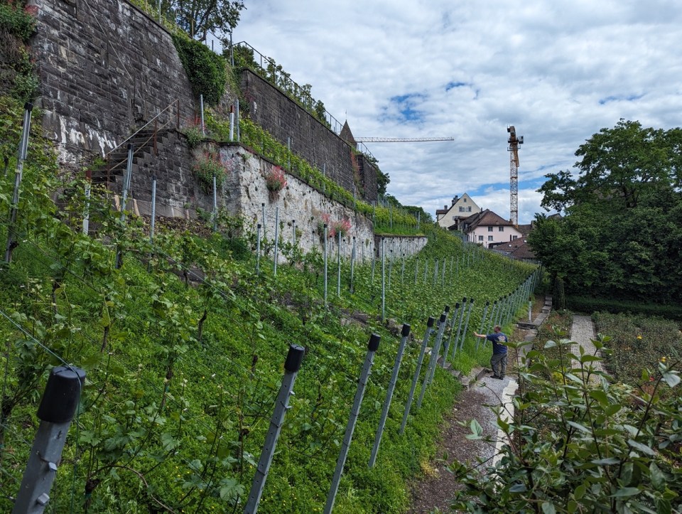 Rapperswil vignes 