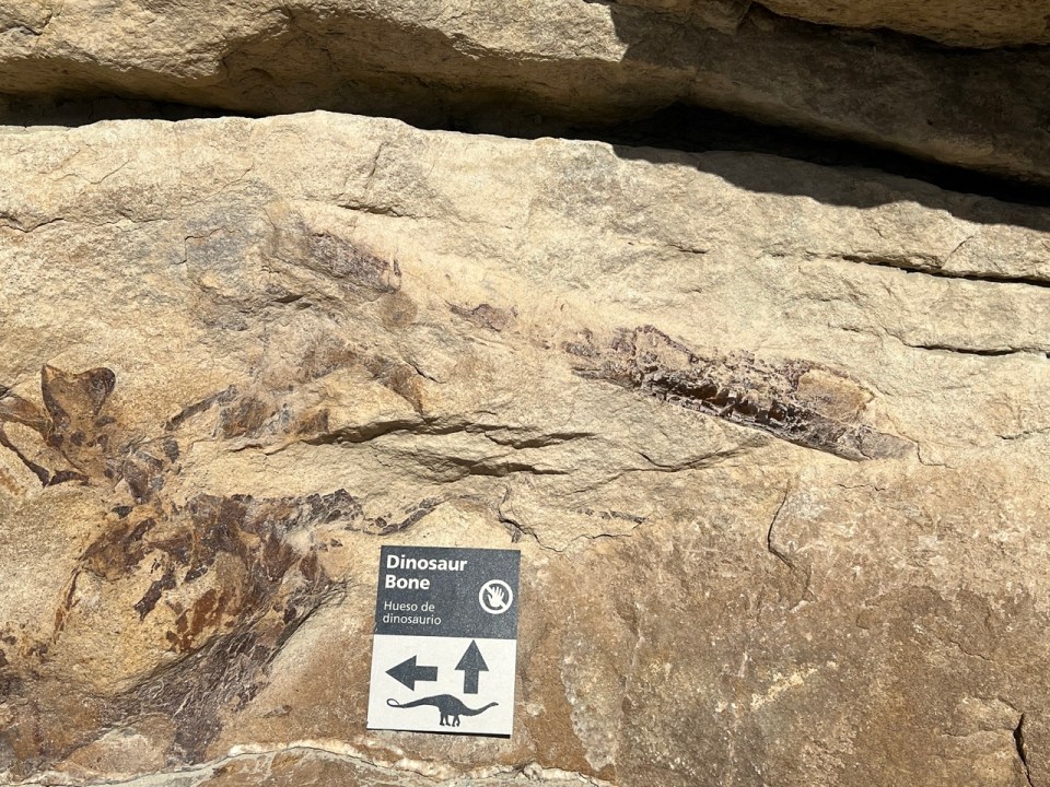 Dinosaur Ridge Denver Denver