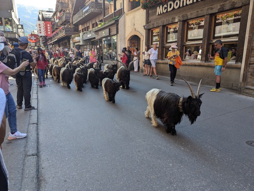 chèvres à Zermatt