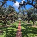 Oak Alley Plantation