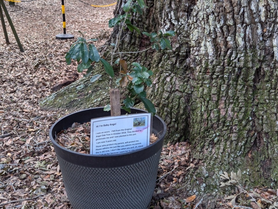 baby Angel Oak Tree à Johns Island en Caroline du Sud