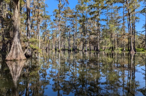 Cajun Country Swamp Tours