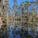 Cajun Country Swamp Tours