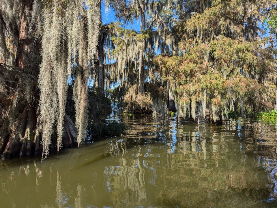 Cajun Country Swamp Tours au Lake Martin en Louisiane 
