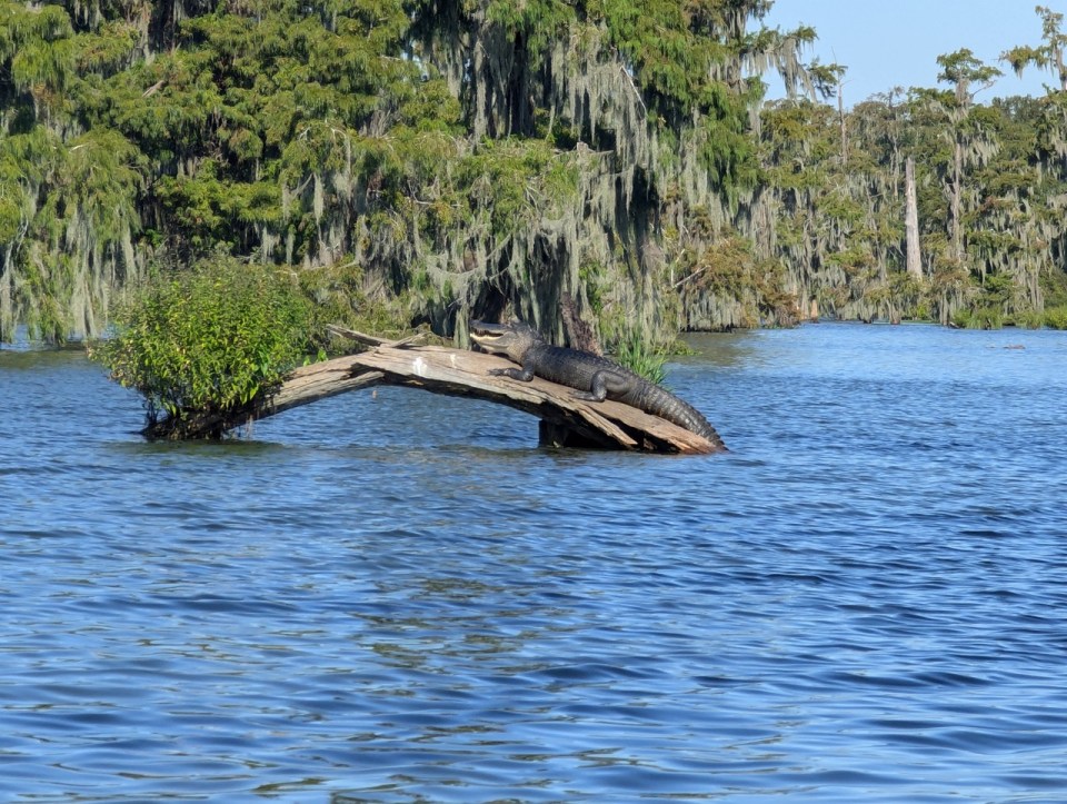 voir des alligators au Lake Martin en Louisiane 