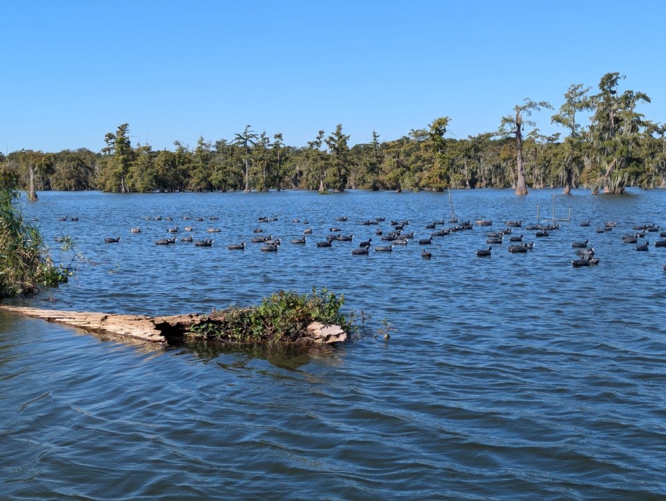 Cajun Country Swamp Tours