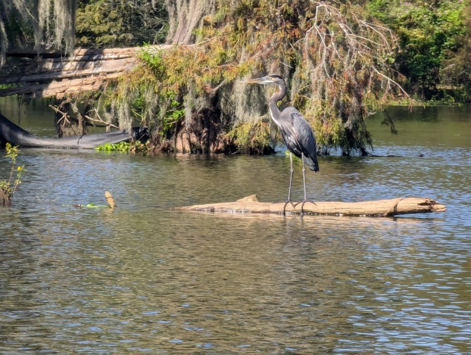 Cajun Country Swamp Tours