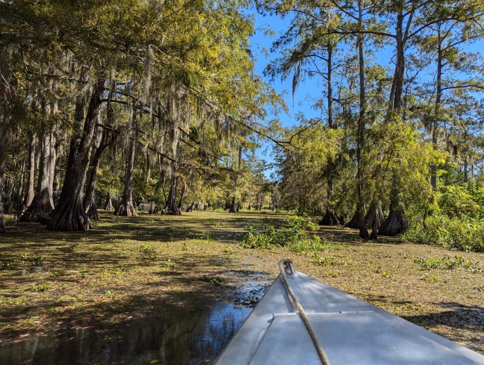 Cajun Country Swamp Tours au Lake Martin en Louisiane 