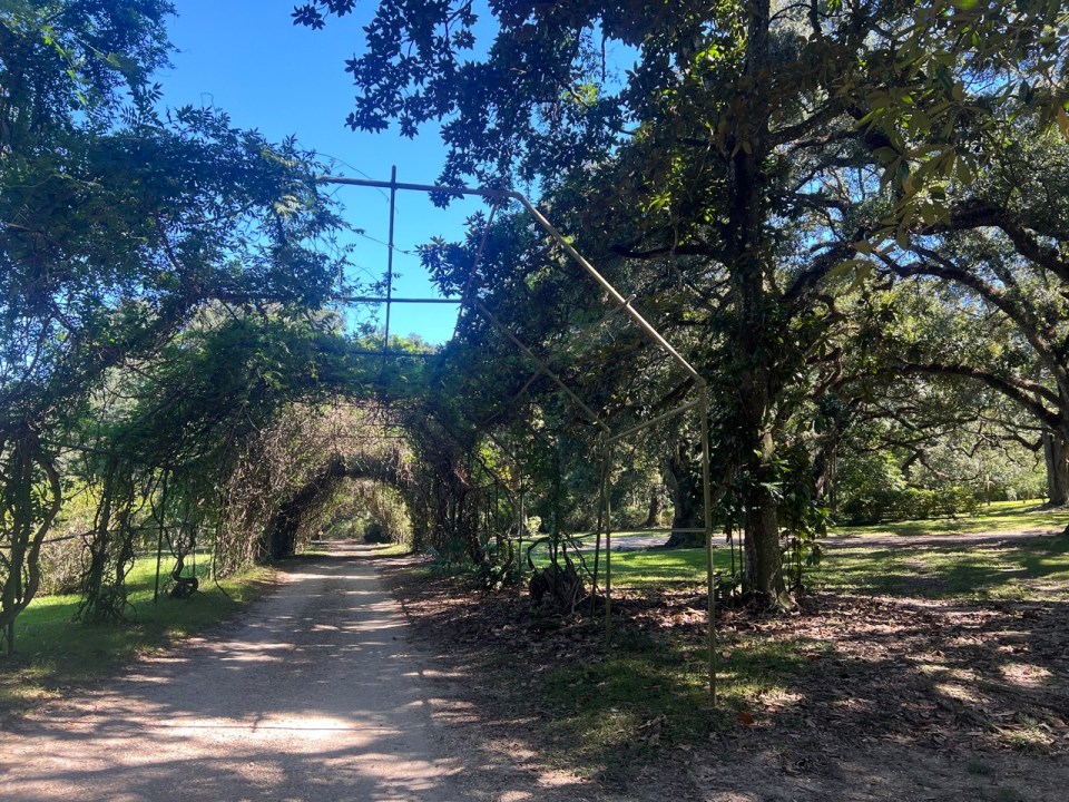Jungle Gardens à Avery Island en Louisiane