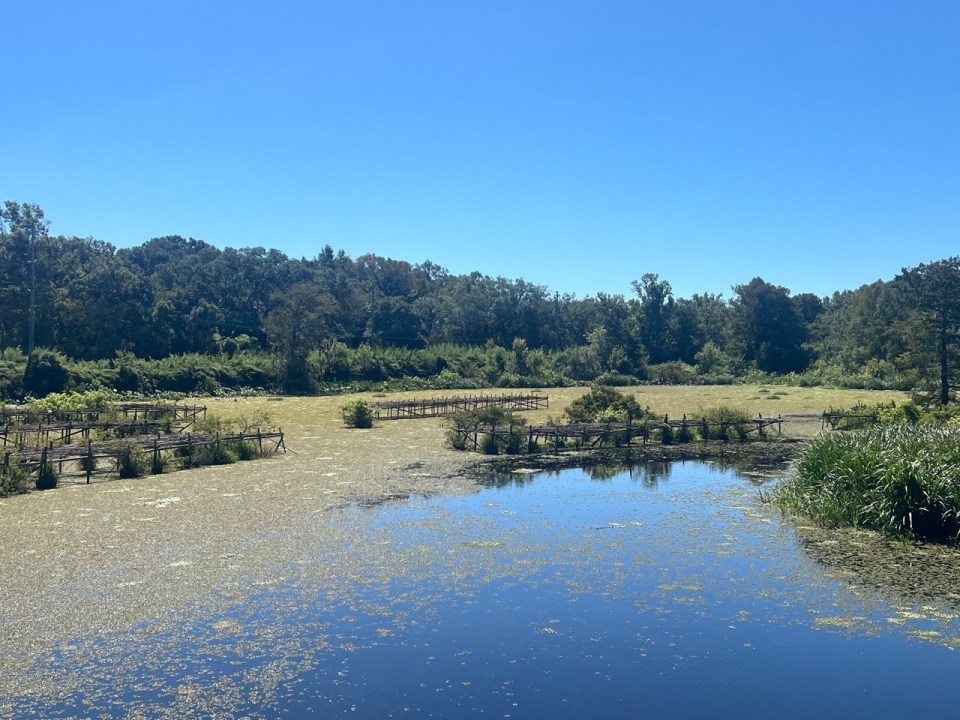 visite des Jungle Gardens à Avery Island en Louisiane