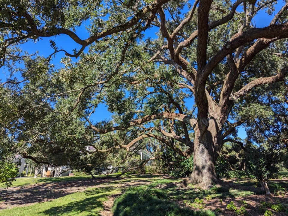 visite des jardins RIP Van Winkle Gardens à Jefferson Island en Louisiane