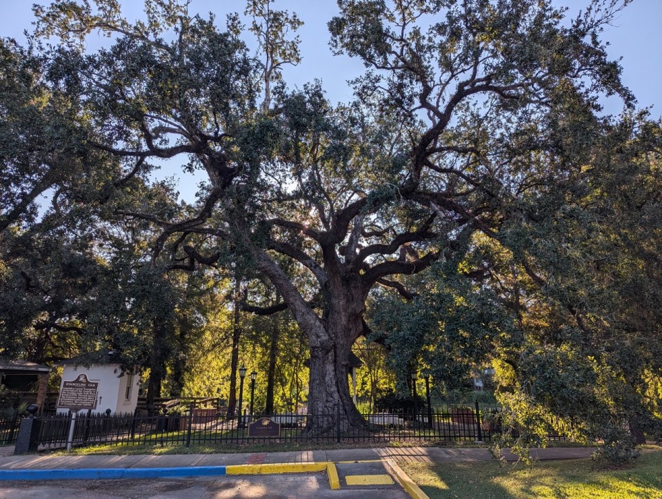 Evangeline Oak Saint-Martinville en Louisiane 