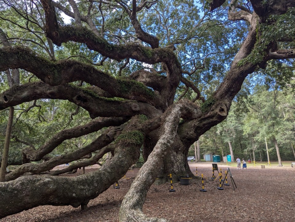 Oak Angel Tree lors d'un voyage sur la côte est des États Unis. 
