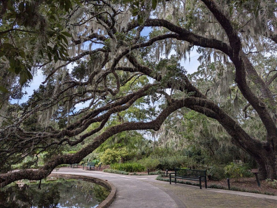 arbre recouvert de mousse espagnole au Brookgreen Gardens à Myrtle Beach en Caroline du Sud