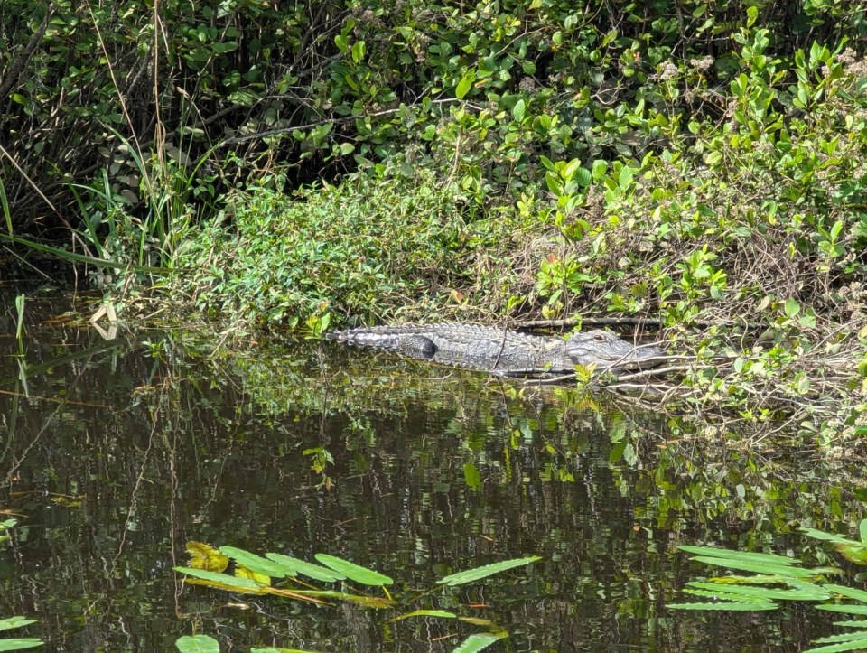 alligator au  Brookgreen Gardens à Myrtle Beach en Caroline du Sud