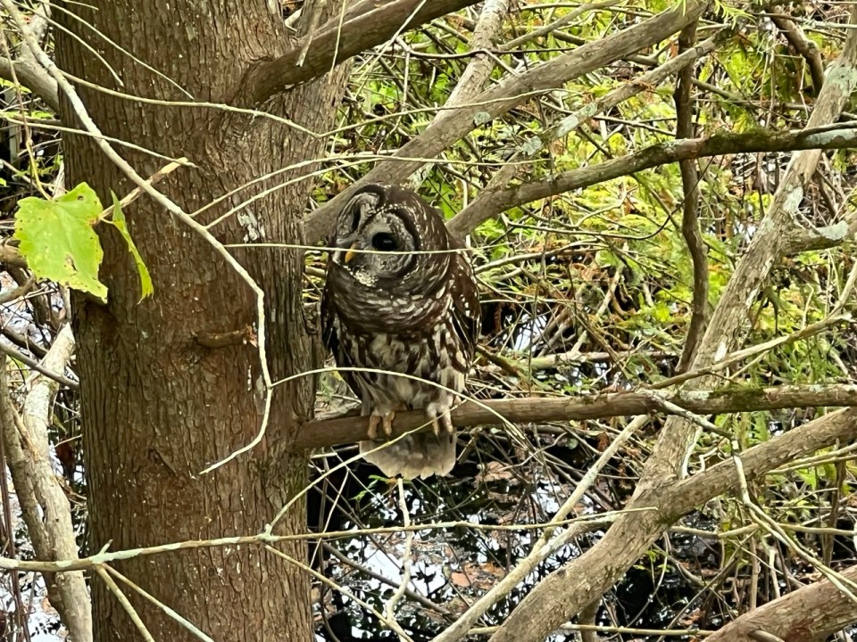 chouette au Brookgreen Gardens à Myrtle Beach en Caroline du Sud