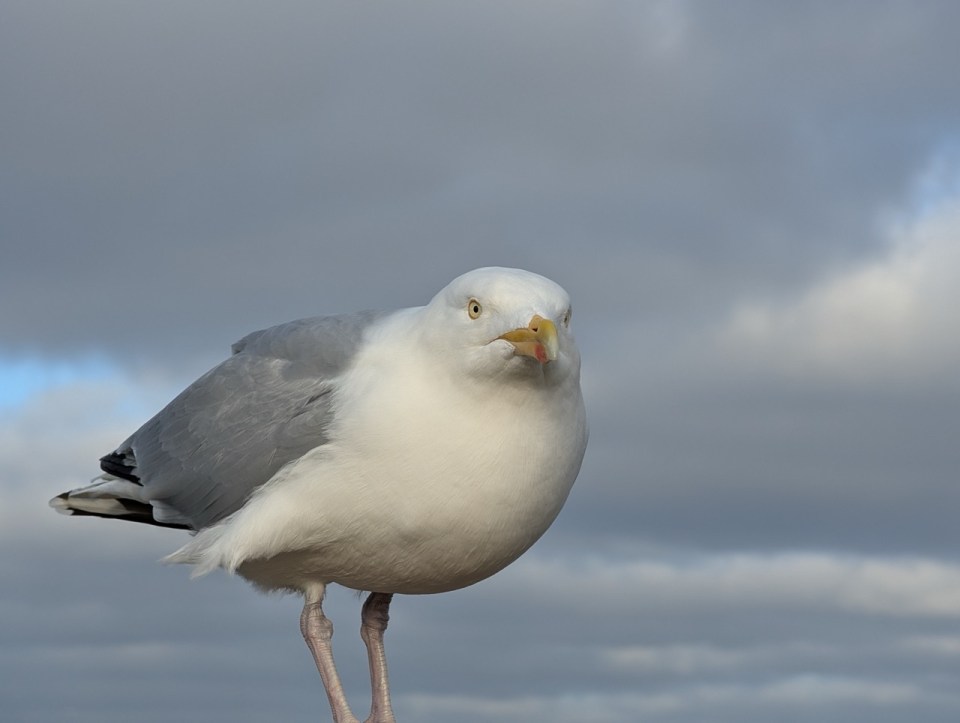 Howth, ville côtière à coté de Dublin