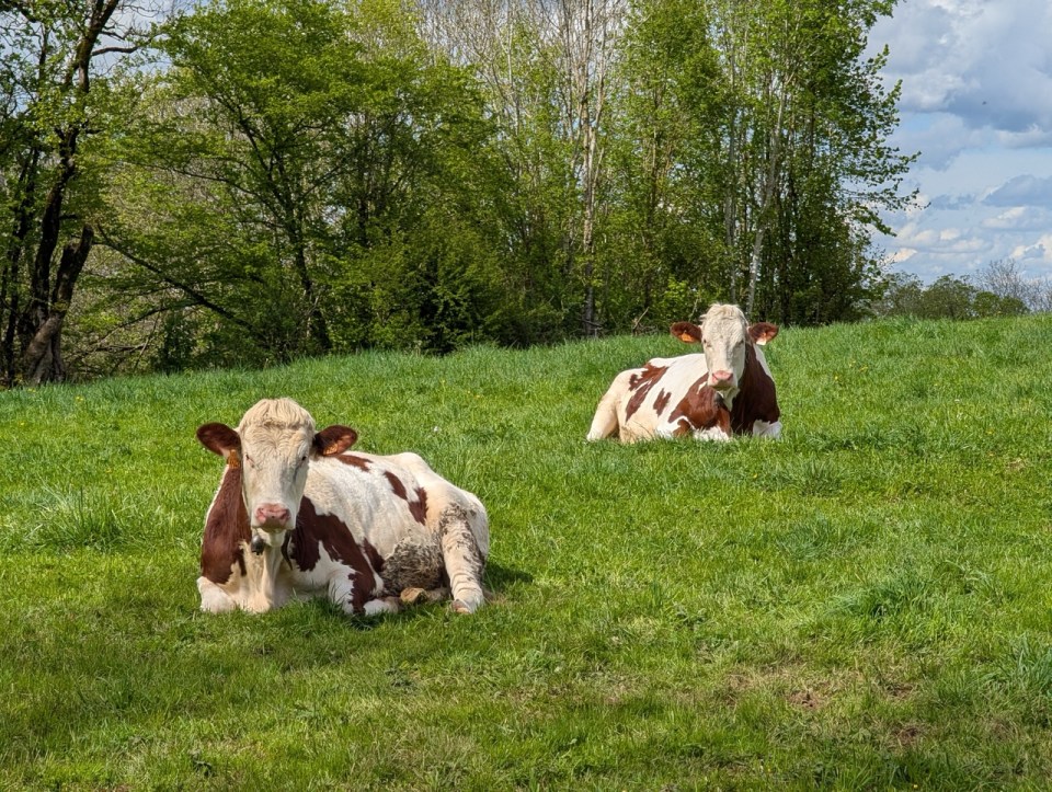 Vaches lors d'un weekend dans le Jura