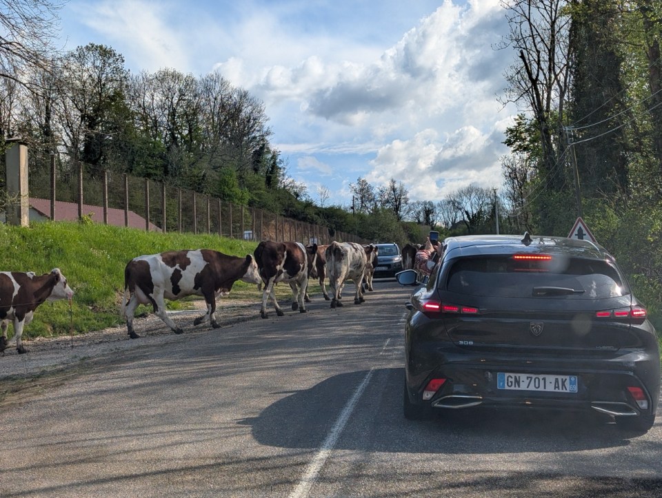 Vaches qui traversent la route lors d'un weekend dans le Jura