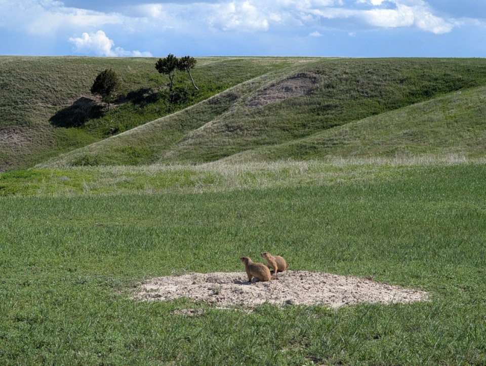 prairie dog dans les Badlands