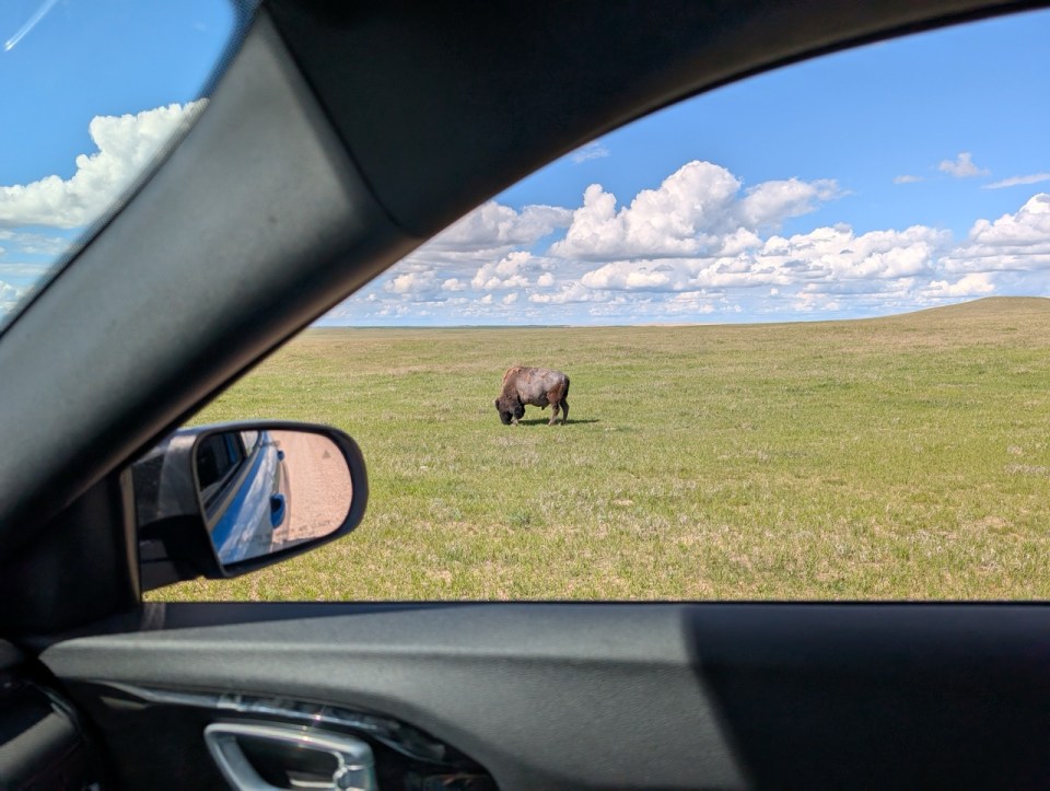 bisons dans les Badlands 