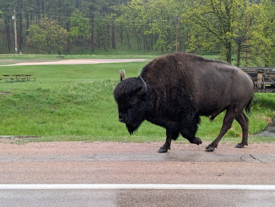 Wildlife Loop Custer State Park dans les Black Hills