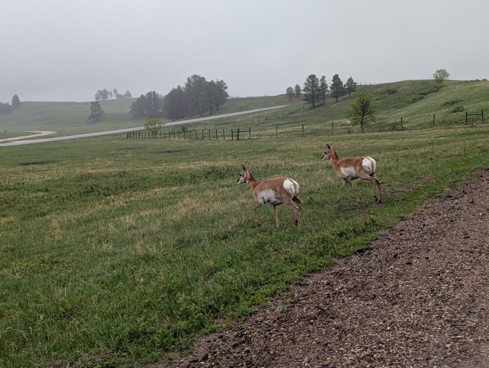 Wildlife loop Custer State Park