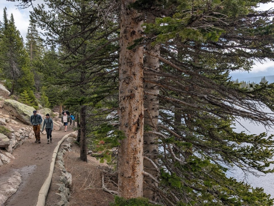 Bear Lake Trail dans Rocky Mountain National park
