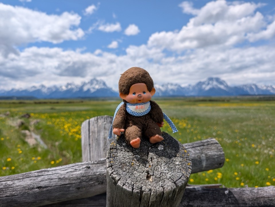 Kiki au Grand Teton National Park