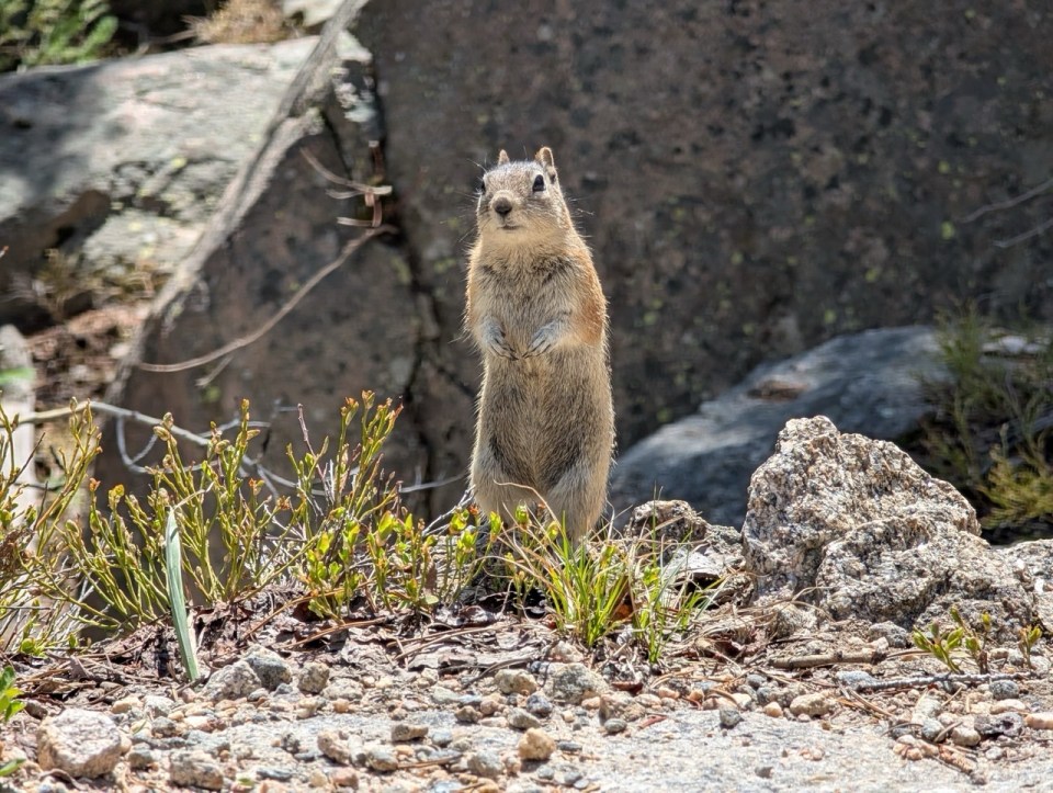 animaux dans Rocky Mountain