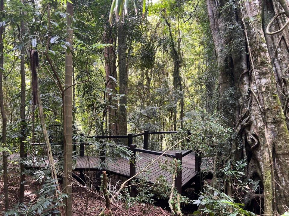 Natural Bridge à Springbrook National Park 