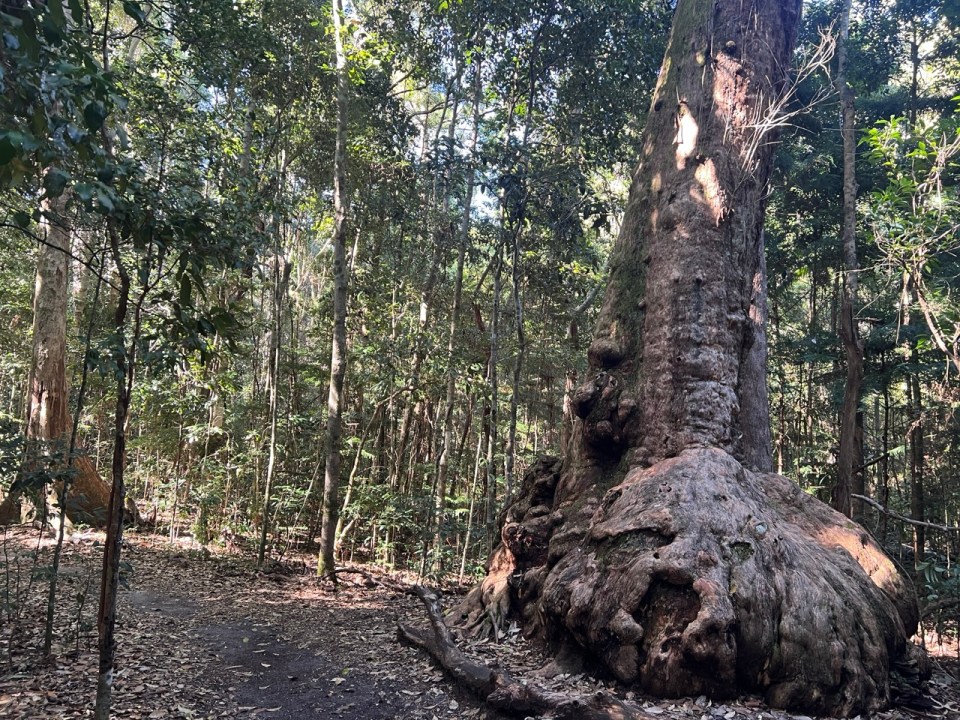 Palm Grove Circuit à Noosa National Park