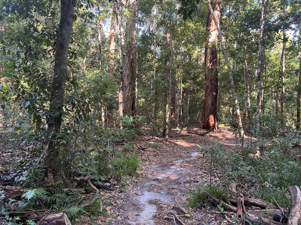 Palm Grove Circuit à Noosa National Park