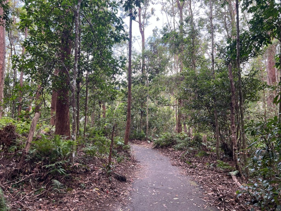 Purling Brook Falls à Springbrook National Park 