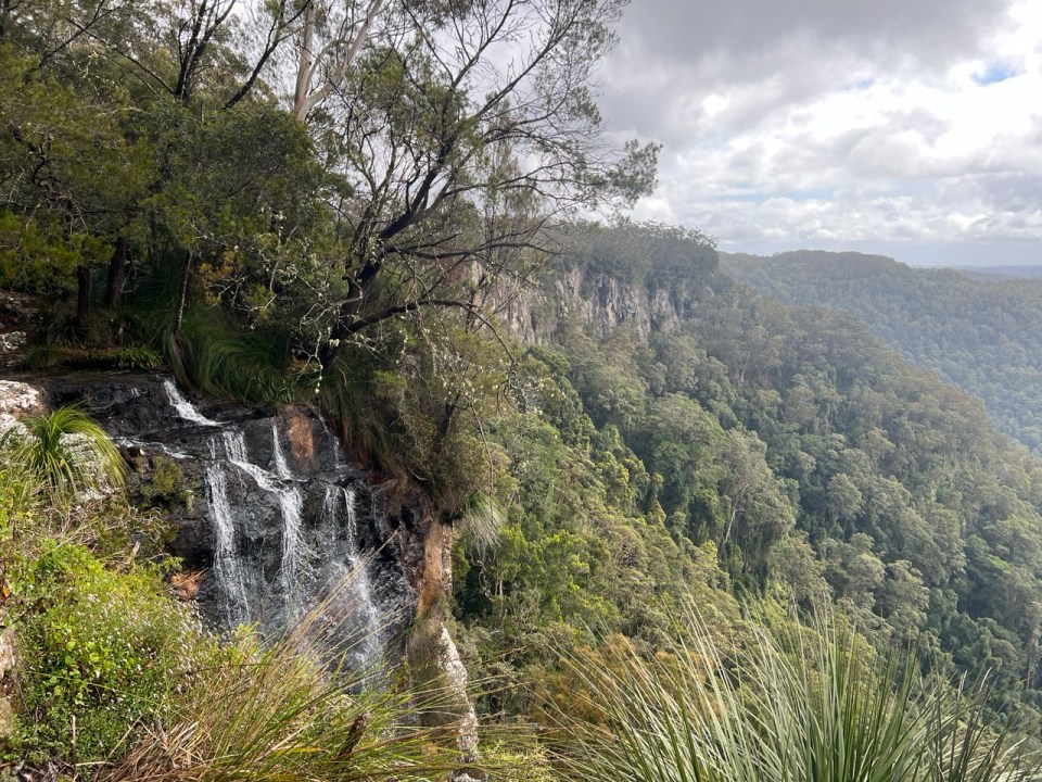 Bilbrough Falls à Springbrook National Park 