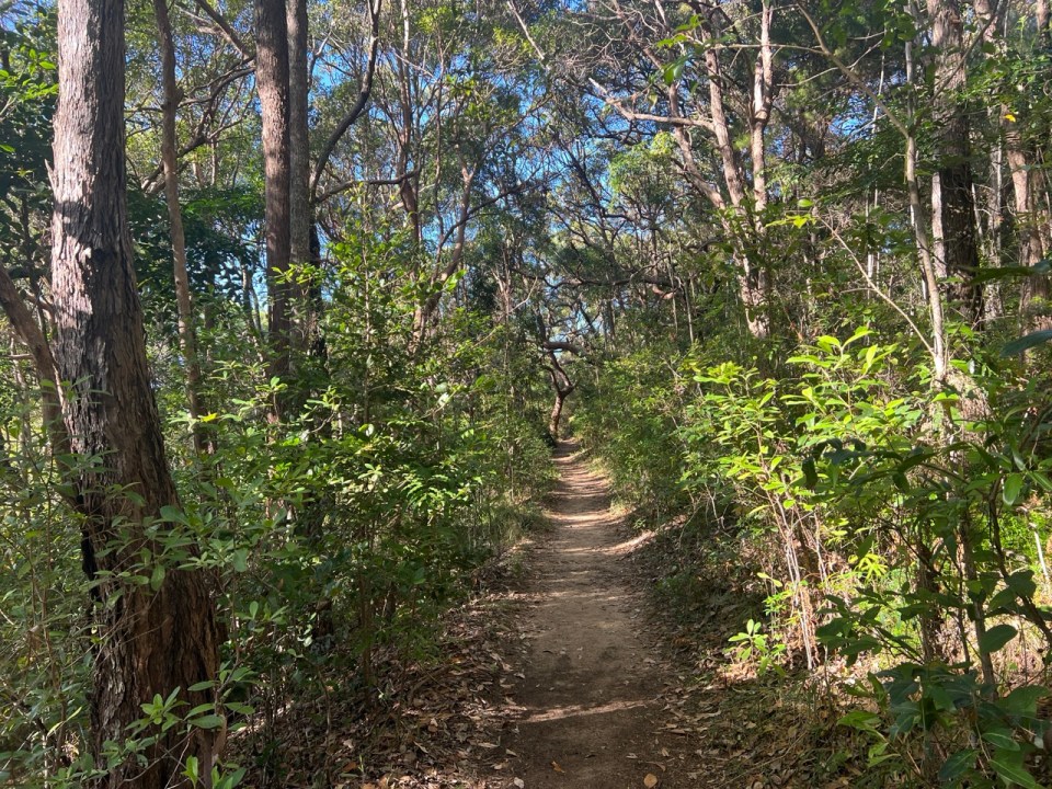 Tranglewood Track à Noosa National Park