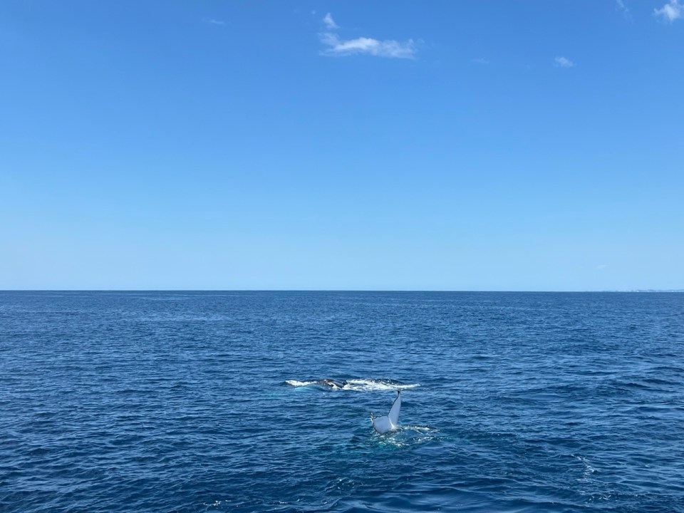 excursion pour voir les baleines à Surfers Paradise