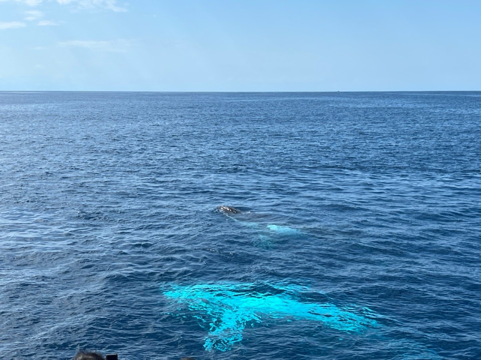 excursion pour voir les baleines à Surfers Paradise