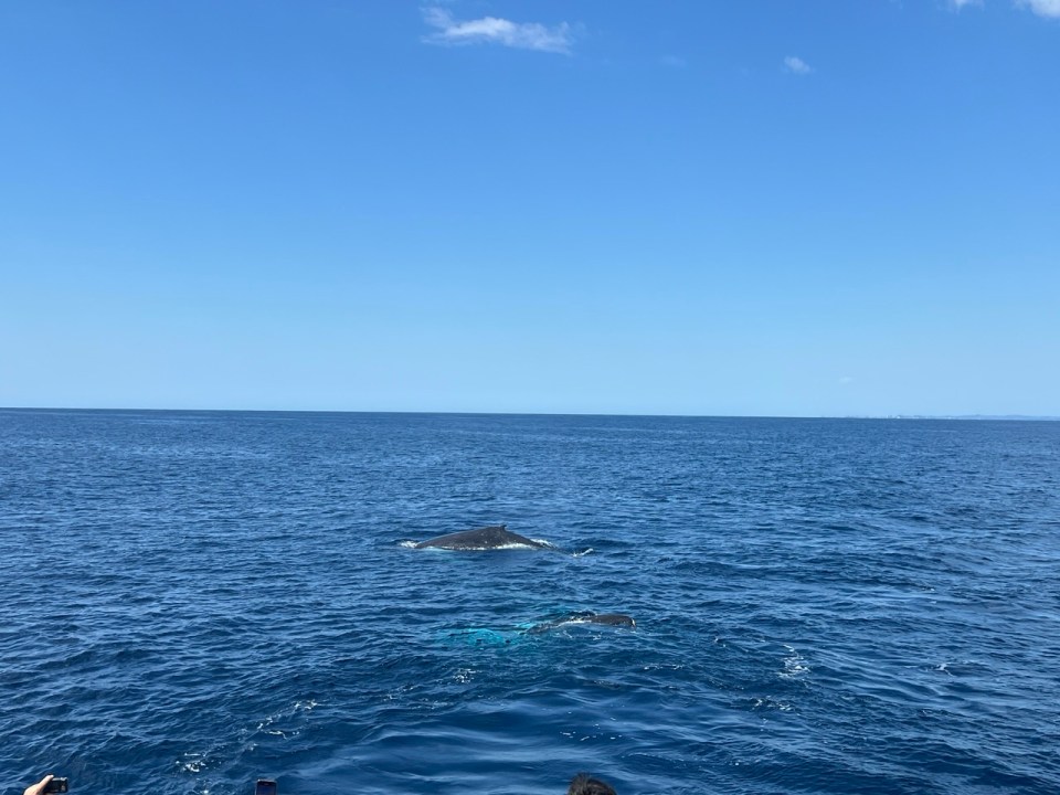 excursion pour voir les baleines à Surfers Paradise à Gold Coast