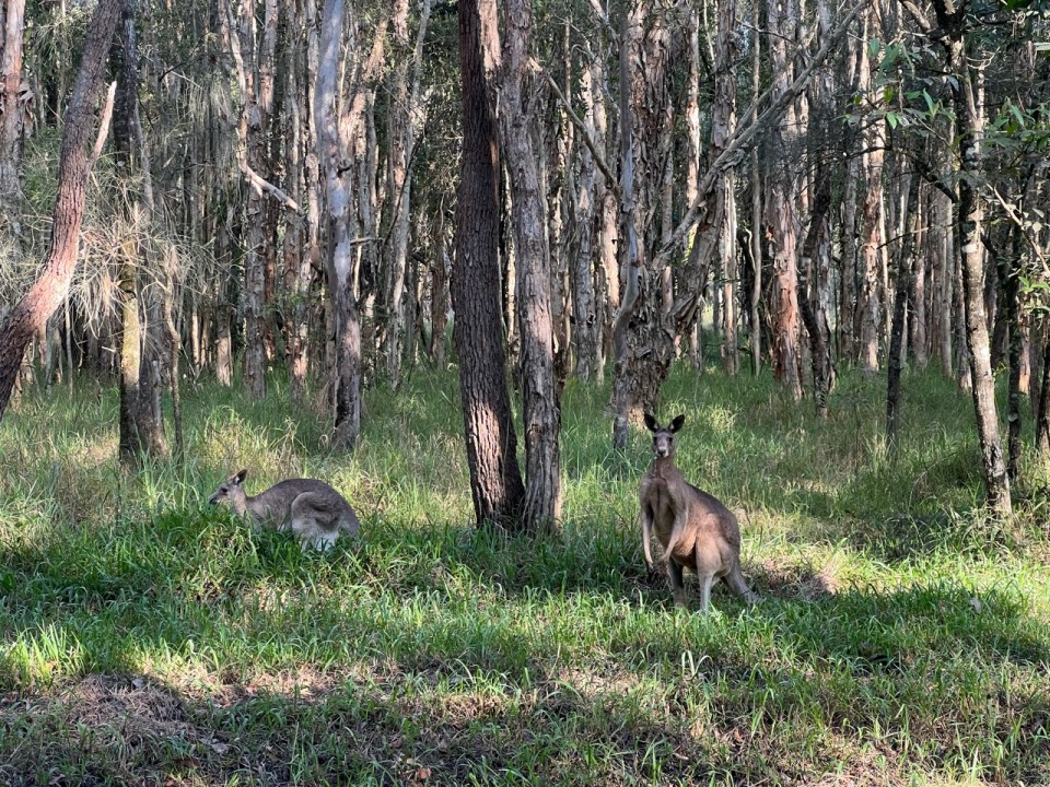 Kangourous en Australie 