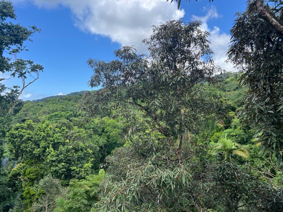 visiter le Daintree Discovery Center