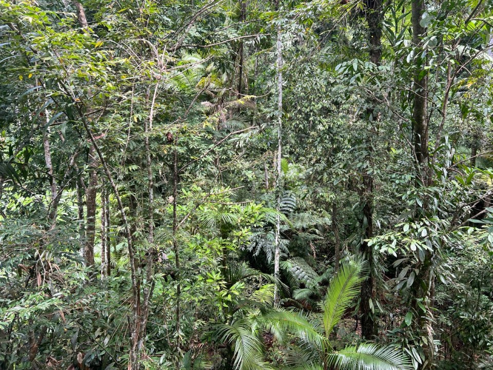 visiter le Daintree Discovery Center